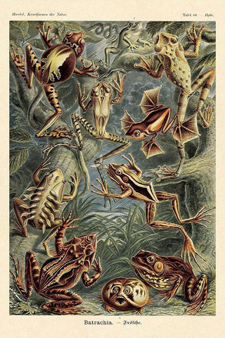 Haeckel Nature Illustrations: Frogs White Modern Wood Framed Art Print with Double Matting by Haeckel, Ernst