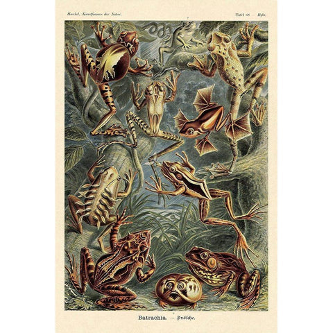 Haeckel Nature Illustrations: Frogs Black Modern Wood Framed Art Print with Double Matting by Haeckel, Ernst