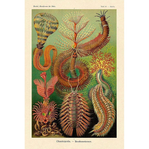 Haeckel Nature Illustrations: Worms Gold Ornate Wood Framed Art Print with Double Matting by Haeckel, Ernst