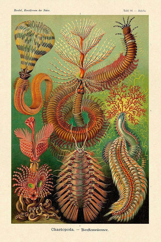 Haeckel Nature Illustrations: Worms Black Ornate Wood Framed Art Print with Double Matting by Haeckel, Ernst
