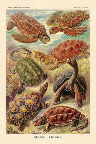Haeckel Nature Illustrations: Turtles White Modern Wood Framed Art Print with Double Matting by Haeckel, Ernst