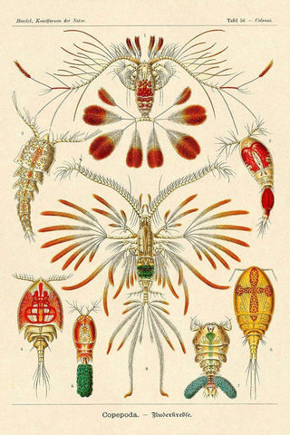 Haeckel Nature Illustrations: Crustaceans White Modern Wood Framed Art Print with Double Matting by Haeckel, Ernst