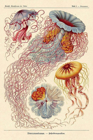 Haeckel Nature Illustrations: Jelly Fish White Modern Wood Framed Art Print with Double Matting by Haeckel, Ernst