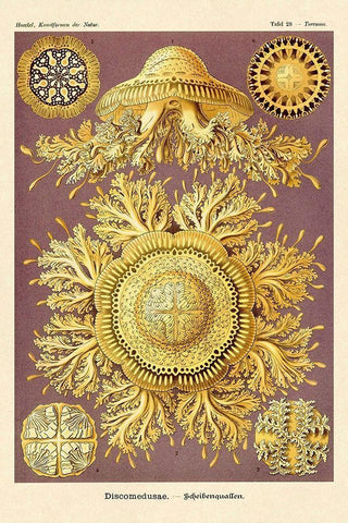 Haeckel Nature Illustrations: Jelly Fish Black Ornate Wood Framed Art Print with Double Matting by Haeckel, Ernst