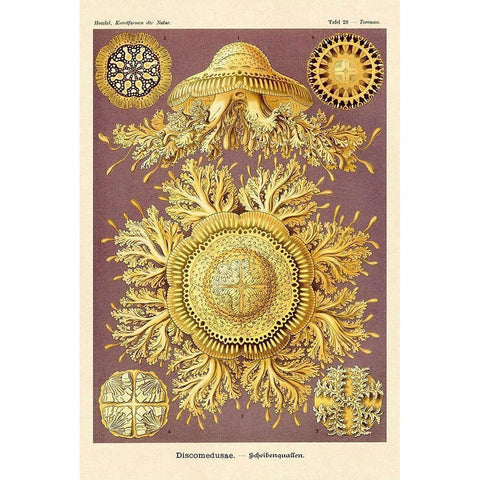 Haeckel Nature Illustrations: Jelly Fish Gold Ornate Wood Framed Art Print with Double Matting by Haeckel, Ernst