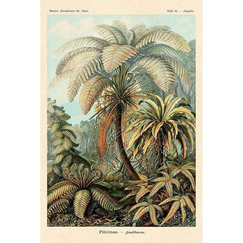 Haeckel Nature Illustrations: Ferns Black Modern Wood Framed Art Print with Double Matting by Haeckel, Ernst