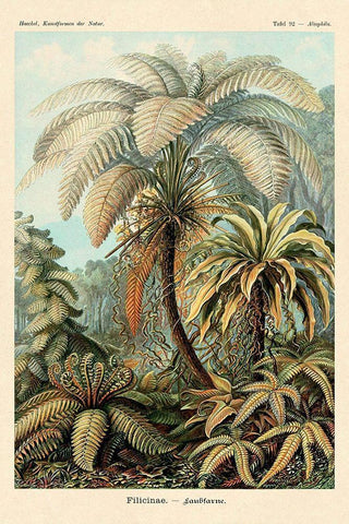 Haeckel Nature Illustrations: Ferns Black Ornate Wood Framed Art Print with Double Matting by Haeckel, Ernst