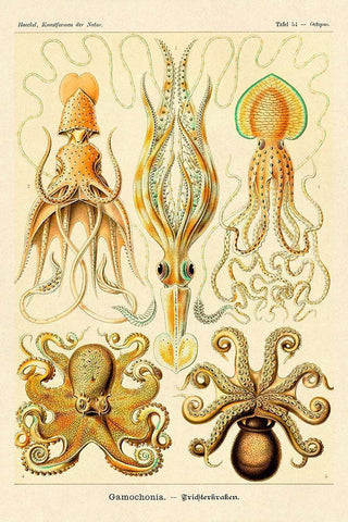 Haeckel Nature Illustrations: Cephlopods Black Ornate Wood Framed Art Print with Double Matting by Haeckel, Ernst