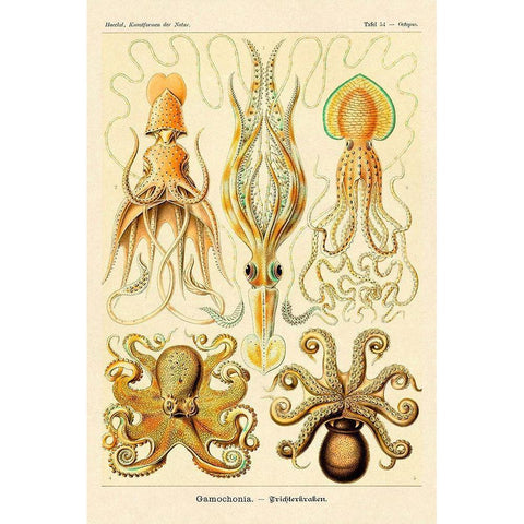 Haeckel Nature Illustrations: Cephlopods Black Modern Wood Framed Art Print by Haeckel, Ernst