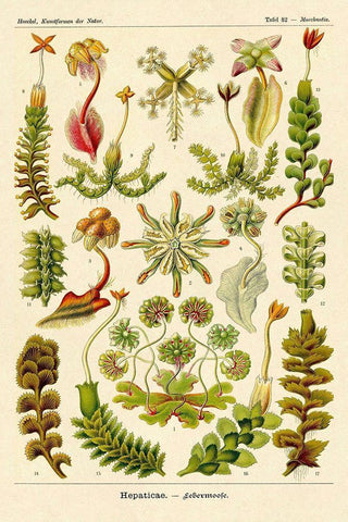 Haeckel Nature Illustrations: Corals Black Ornate Wood Framed Art Print with Double Matting by Haeckel, Ernst