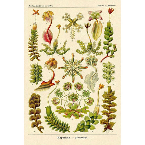 Haeckel Nature Illustrations: Corals Black Modern Wood Framed Art Print by Haeckel, Ernst