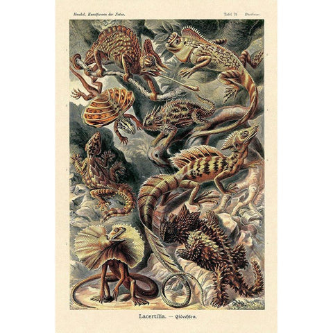 Haeckel Nature Illustrations: Lizards Black Modern Wood Framed Art Print with Double Matting by Haeckel, Ernst