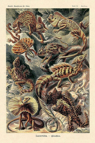 Haeckel Nature Illustrations: Lizards Black Ornate Wood Framed Art Print with Double Matting by Haeckel, Ernst