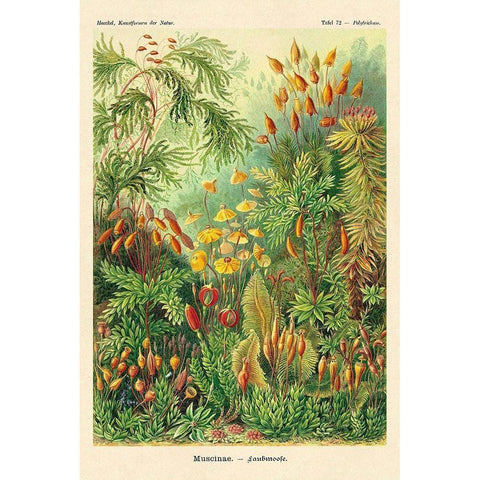 Haeckel Nature Illustrations: Muscinae Gold Ornate Wood Framed Art Print with Double Matting by Haeckel, Ernst