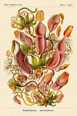 Haeckel Nature Illustrations: Pitcher Plants White Modern Wood Framed Art Print with Double Matting by Haeckel, Ernst