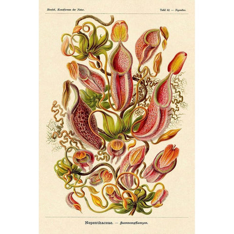 Haeckel Nature Illustrations: Pitcher Plants Black Modern Wood Framed Art Print by Haeckel, Ernst