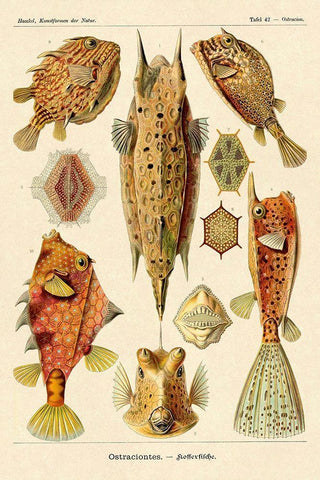 Haeckel Nature Illustrations: Boxfish White Modern Wood Framed Art Print with Double Matting by Haeckel, Ernst