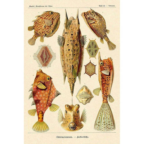 Haeckel Nature Illustrations: Boxfish Gold Ornate Wood Framed Art Print with Double Matting by Haeckel, Ernst