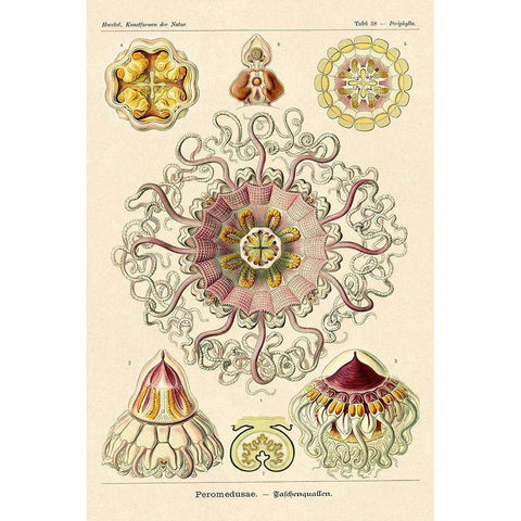 Haeckel Nature Illustrations: Jelly Fish White Modern Wood Framed Art Print by Haeckel, Ernst
