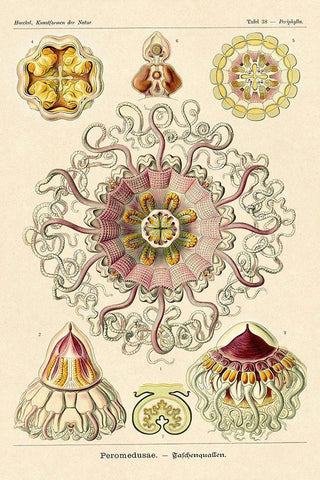 Haeckel Nature Illustrations: Jelly Fish Black Ornate Wood Framed Art Print with Double Matting by Haeckel, Ernst