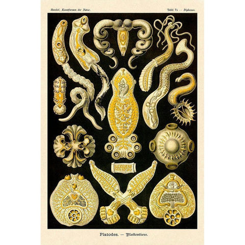 Haeckel Nature Illustrations: Flatworms Gold Ornate Wood Framed Art Print with Double Matting by Haeckel, Ernst