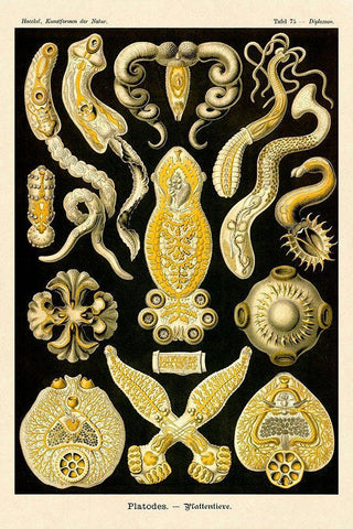 Haeckel Nature Illustrations: Flatworms White Modern Wood Framed Art Print with Double Matting by Haeckel, Ernst
