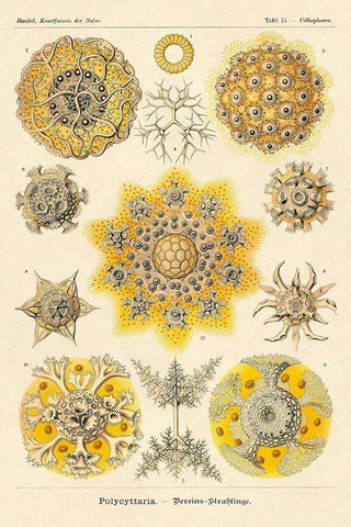 Haeckel Nature Illustrations: Polycytaria Radiolaria Black Ornate Wood Framed Art Print with Double Matting by Haeckel, Ernst