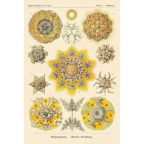 Haeckel Nature Illustrations: Polycytaria Radiolaria Black Modern Wood Framed Art Print with Double Matting by Haeckel, Ernst