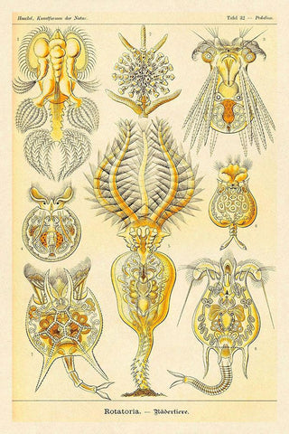Haeckel Nature Illustrations: Rotatoria, rotifera worms White Modern Wood Framed Art Print with Double Matting by Haeckel, Ernst