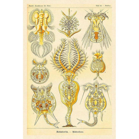 Haeckel Nature Illustrations: Rotatoria, rotifera worms Gold Ornate Wood Framed Art Print with Double Matting by Haeckel, Ernst