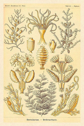 Haeckel Nature Illustrations: Sertulariae Black Ornate Wood Framed Art Print with Double Matting by Haeckel, Ernst