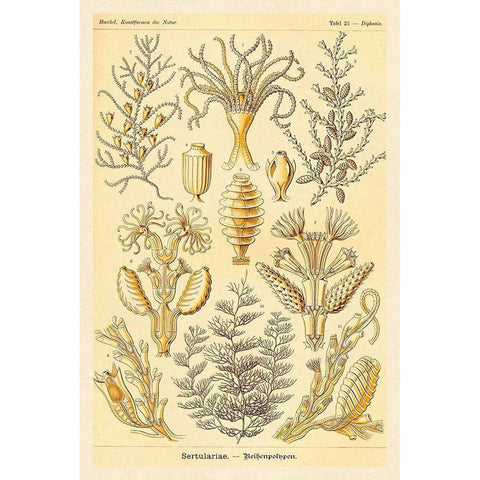 Haeckel Nature Illustrations: Sertulariae Black Modern Wood Framed Art Print by Haeckel, Ernst