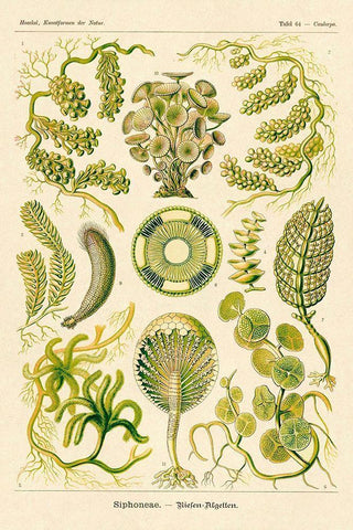 Haeckel Nature Illustrations: Siphoneae Hydrozoa White Modern Wood Framed Art Print with Double Matting by Haeckel, Ernst