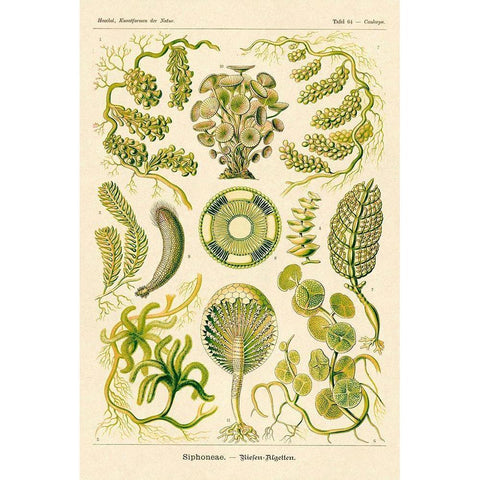 Haeckel Nature Illustrations: Siphoneae Hydrozoa Black Modern Wood Framed Art Print by Haeckel, Ernst