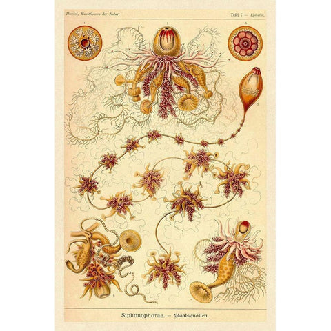 Haeckel Nature Illustrations: Siphoneae Hydrozoa White Modern Wood Framed Art Print by Haeckel, Ernst