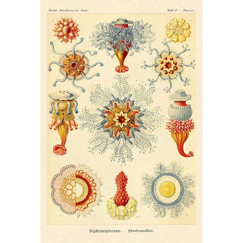 Haeckel Nature Illustrations: Siphoneae Hydrozoa Gold Ornate Wood Framed Art Print with Double Matting by Haeckel, Ernst