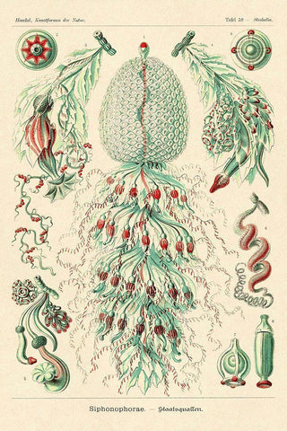 Haeckel Nature Illustrations: Siphoneae Hydrozoa Black Ornate Wood Framed Art Print with Double Matting by Haeckel, Ernst