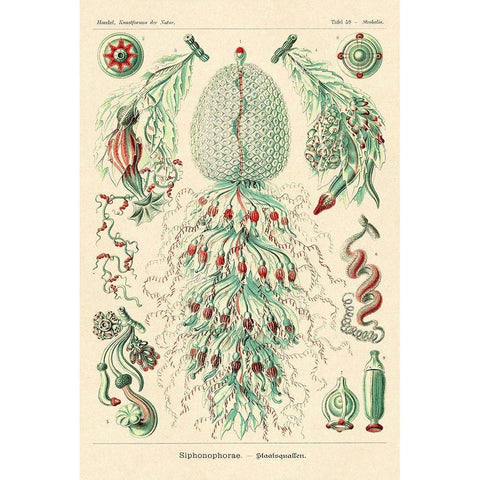 Haeckel Nature Illustrations: Siphoneae Hydrozoa Gold Ornate Wood Framed Art Print with Double Matting by Haeckel, Ernst