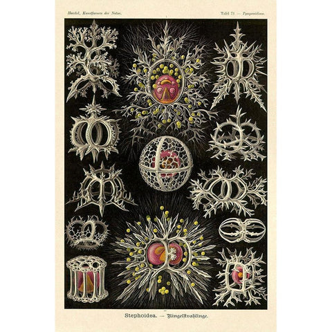 Haeckel Nature Illustrations: Stephoidea Gold Ornate Wood Framed Art Print with Double Matting by Haeckel, Ernst