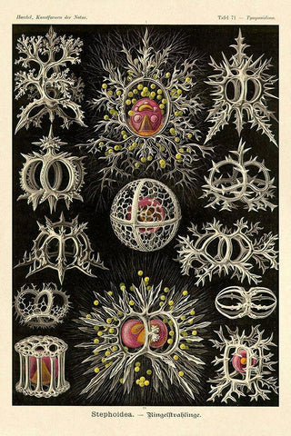 Haeckel Nature Illustrations: Stephoidea Black Ornate Wood Framed Art Print with Double Matting by Haeckel, Ernst