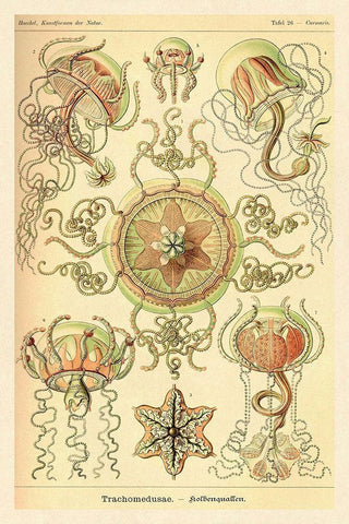 Haeckel Nature Illustrations: Trachomedusae - Jellyfish White Modern Wood Framed Art Print with Double Matting by Haeckel, Ernst