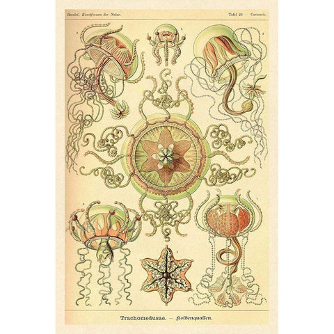Haeckel Nature Illustrations: Trachomedusae - Jellyfish Black Modern Wood Framed Art Print by Haeckel, Ernst