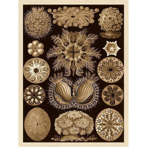 Haeckel Nature Illustrations: Ascidiae - Sepia Tint Gold Ornate Wood Framed Art Print with Double Matting by Haeckel, Ernst