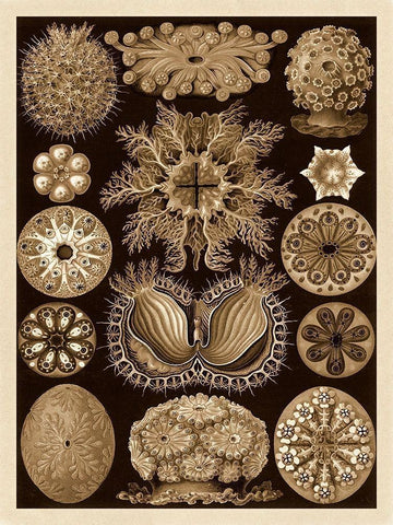 Haeckel Nature Illustrations: Ascidiae - Sepia Tint White Modern Wood Framed Art Print with Double Matting by Haeckel, Ernst