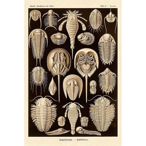 Haeckel Nature Illustrations: Athropods - Sepia Tint White Modern Wood Framed Art Print by Haeckel, Ernst