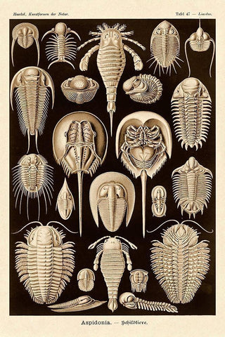 Haeckel Nature Illustrations: Athropods - Sepia Tint White Modern Wood Framed Art Print with Double Matting by Haeckel, Ernst