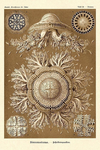 Haeckel Nature Illustrations: Jelly Fish - Sepia Tint White Modern Wood Framed Art Print with Double Matting by Haeckel, Ernst