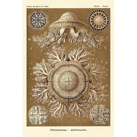 Haeckel Nature Illustrations: Jelly Fish - Sepia Tint Black Modern Wood Framed Art Print with Double Matting by Haeckel, Ernst