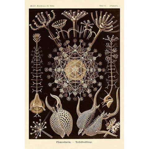 Haeckel Nature Illustrations: Phaeodaria radiolarians - Sepia Tint Black Modern Wood Framed Art Print with Double Matting by Haeckel, Ernst