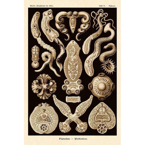 Haeckel Nature Illustrations: Flatworms - Sepia Tint Black Modern Wood Framed Art Print by Haeckel, Ernst
